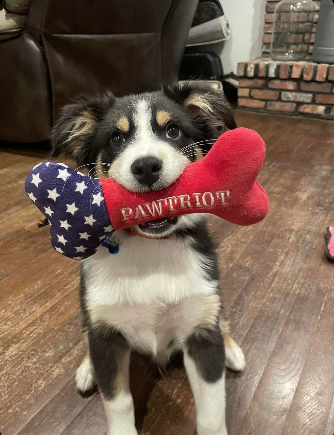 Scully, the Patriot Petroleum mascot dog